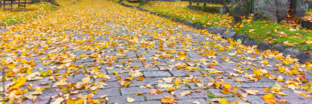 Obraz premium Yellow leaves on stone path
