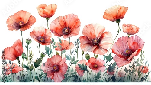 Watercolor poppy flowers. Beautiful illustration of poppies in space
