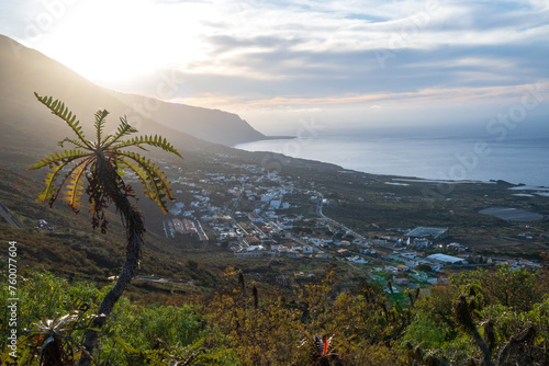 Palm shaped plant (Sonchus) and top view at sunset on La Frontera, El Hierro, Canary Islands, Spain photo