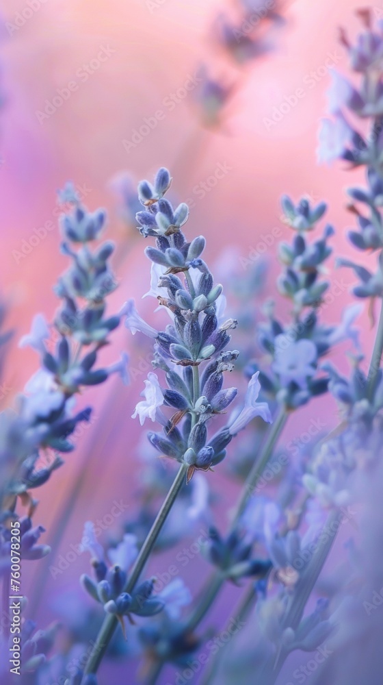 lavender flowers background lavender flowers background