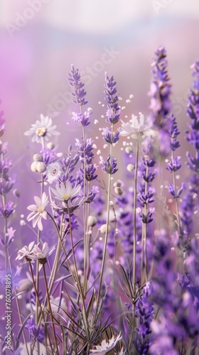 lavender flowers background