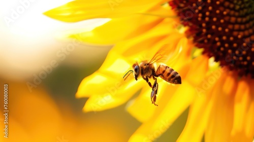Busy Bee at Work - A honeybee hovers over a sunflower's golden petals, a vibrant scene of pollination in action.