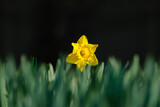 Daffodil on a dark blurred background. Spring first flowers. Fresh grass. Bright sunlight. Picture for background and wallpaper.