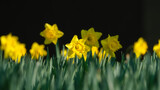 Daffodil on a dark blurred background. Set of spring first flowers. Fresh grass. Bright sunlight. Picture for background and wallpaper.