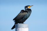 Great black cormorants. Fishing bird. Birds in the wild. Flying and waterfowl species of birds. Photo for wallpaper or background.