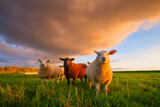 Sheep in a meadow during a bright sunset. Agriculture. Animals on the farm. Food production. Wallpaper and background.