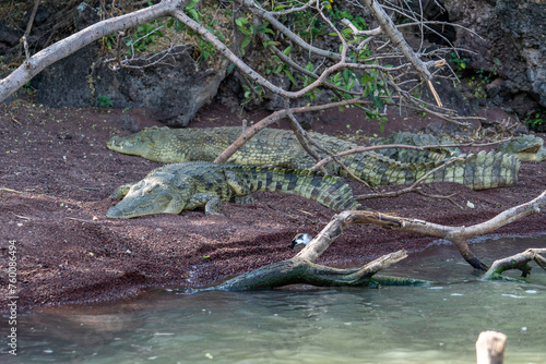 Ethiopia, Crocodylus niloticus in Lake Chamo photo