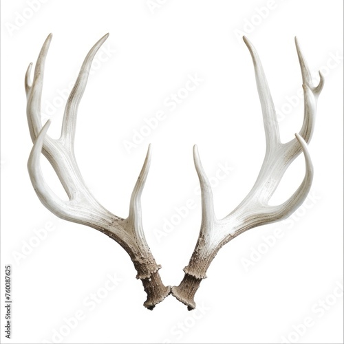 Cervid Antler Isolated on White Background. Stunning Deer Horns for Trophy