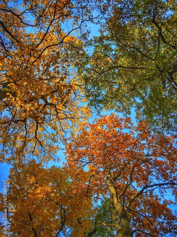 autumn in the forest autumn in the forest
