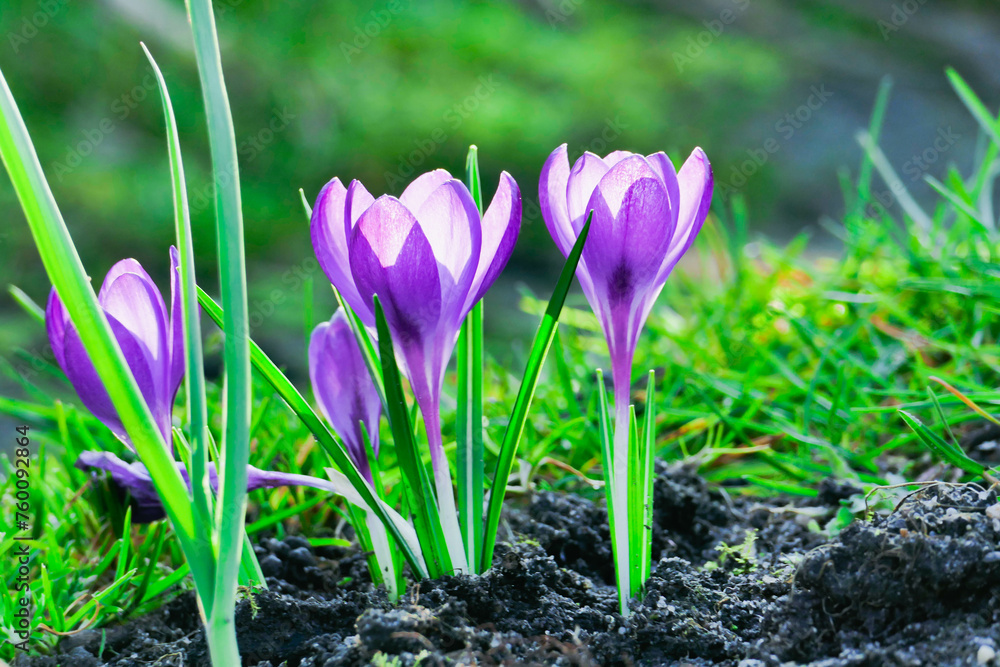 Wczesna wiosna w ogrodzie. Kwitnące, fioletowe krokusy oświetlone światłem zachodzącego słońca. - obrazy, fototapety, plakaty 