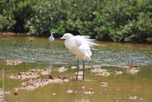 Corocoras,garzas,toda clase de aves acuaticas se pueden admirar en nuestros parques nacionales. photo