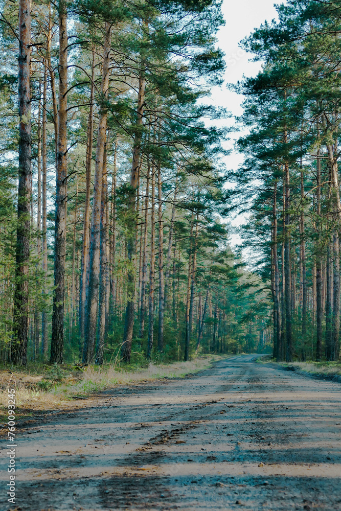 Obraz premium Wysoki, sosnowy las. Między drzewami znajduje się leśna droga.