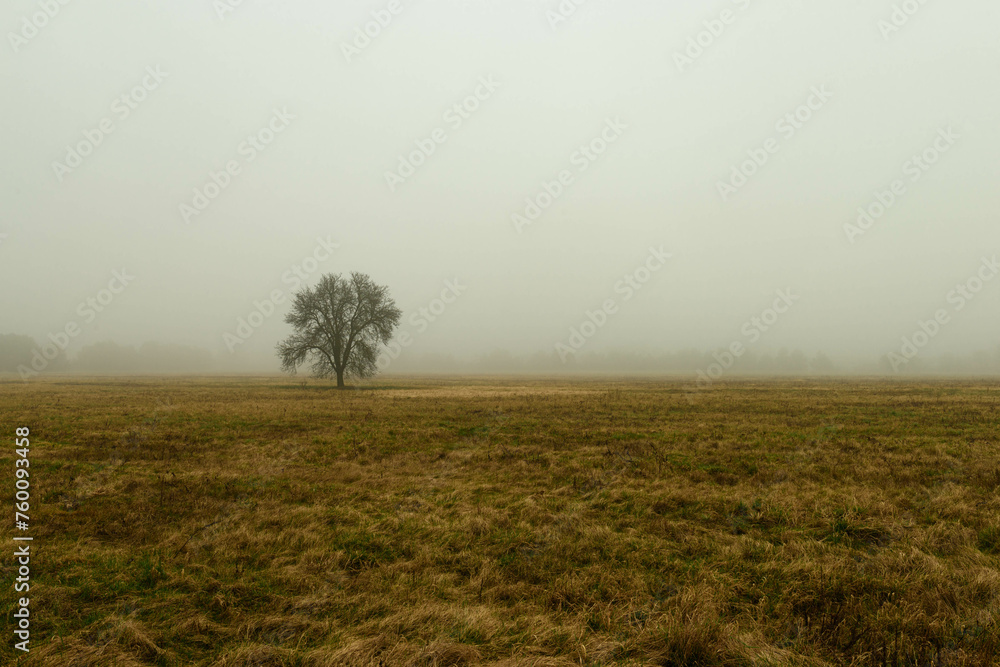 Rozległa równina w zimowy, bezśnieżny poranek pokryta żółtą, suchą trawą. Nad ziemią unosi się gęsta mgła. We mgle widać samotne, bezlistne drzewo.
 - obrazy, fototapety, plakaty 