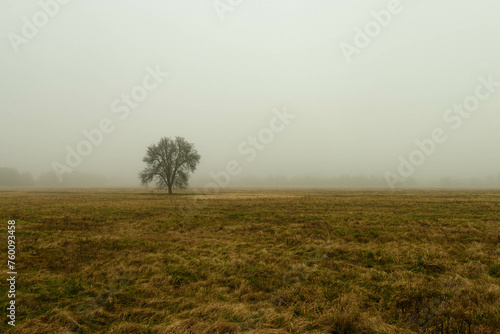 Rozległa równina w zimowy, bezśnieżny poranek pokryta żółtą, suchą trawą. Nad ziemią unosi się gęsta mgła. We mgle widać samotne, bezlistne drzewo. 