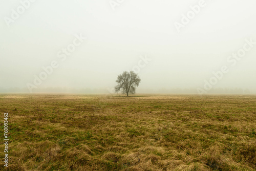 Rozległa równina w zimowy, bezśnieżny poranek pokryta żółtą, suchą trawą. Nad ziemią unosi się gęsta mgła. We mgle widać samotne, bezlistne drzewo. 