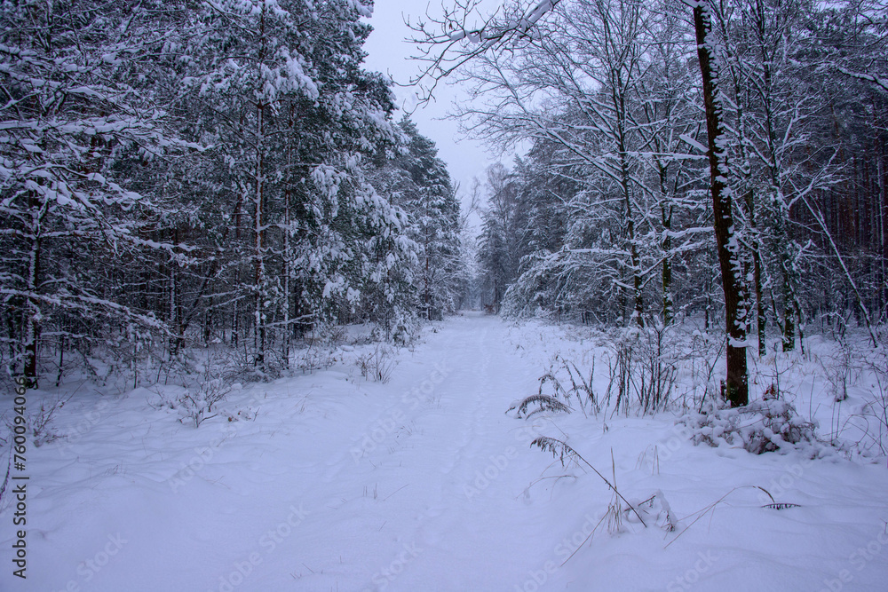 Leśna droga w sosnowym lesie. Jest zima, ziemię, gałęzie drzew pokrywa gruba warstwa śniegu. Jest pochmurny dzień.
