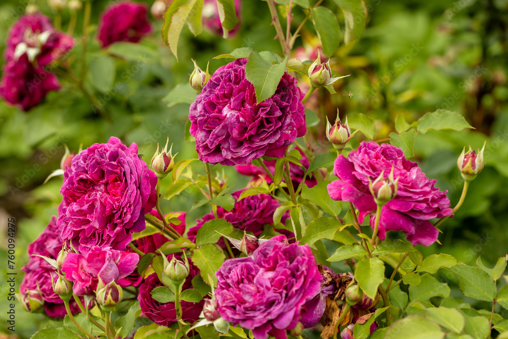 Rosa 'Munstead Wood' (Ausbernard). A deep crimson English rose bred by David Austin.