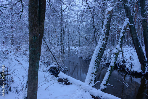 Mała, dzika, nieuregulowana rzeka zimą. Woda ma ciemnobrązowy kolor. Wokół rośnie wysoki, bezlistny las. Brzegi i drzewa pokrywa warstwa śniegu.