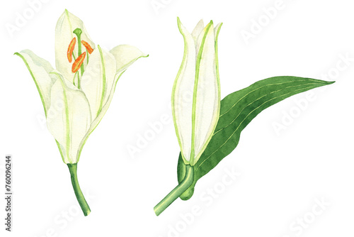 Watercolor lilies with leaves set . Isolated botanical illustration on transparent background. Hand drawn clip art. photo