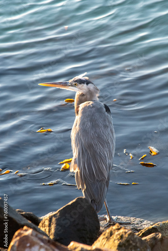 Heron on the Water