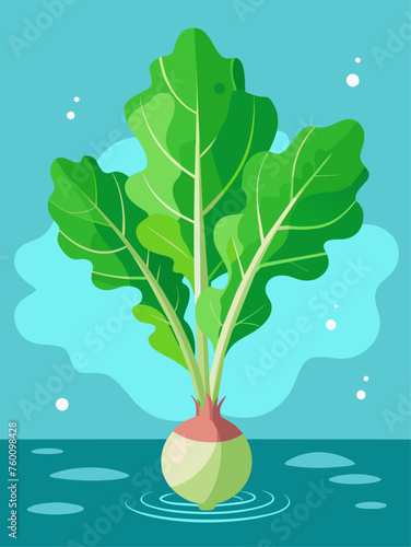 arugula vegetable water background