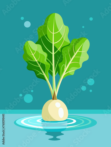 arugula vegetable water background