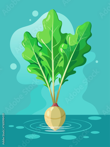 arugula vegetable water background