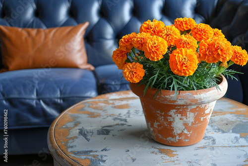Bright orange marigolds in a terracotta pot on a distressed gray table near a navy leather sofa.