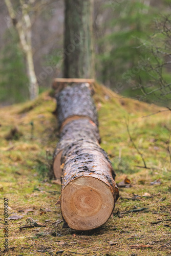 Cut down tree in a forest. photo