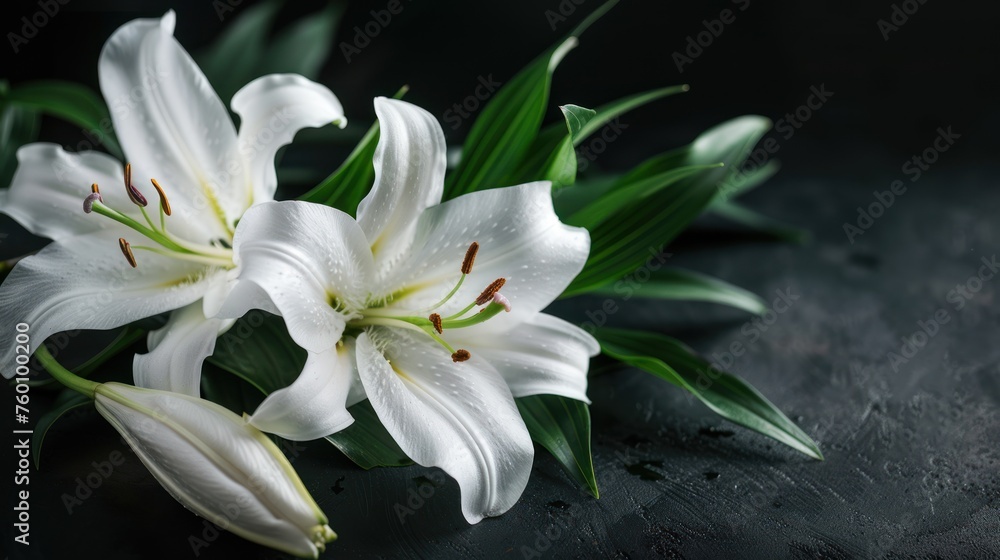 Fototapeta premium White lily flowers AI generated on a dark green background. AI generated image