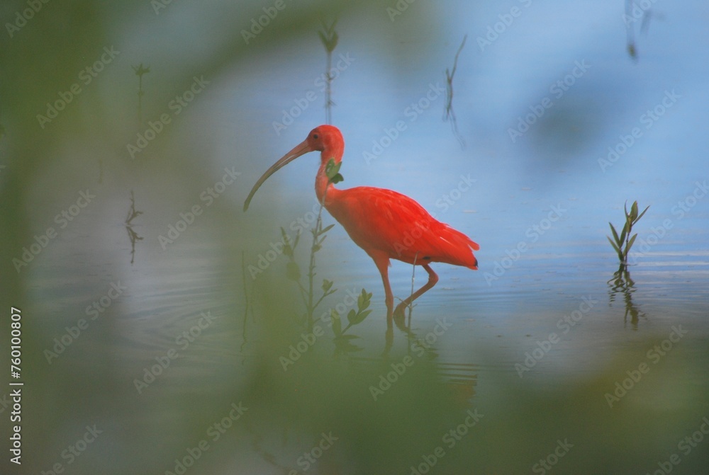 Corocoras,garzas,toda clase de aves acuaticas se pueden admirar en ...