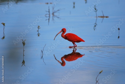 Corocoras,garzas,toda clase de aves acuaticas se pueden admirar en nuestros parques nacionales. photo