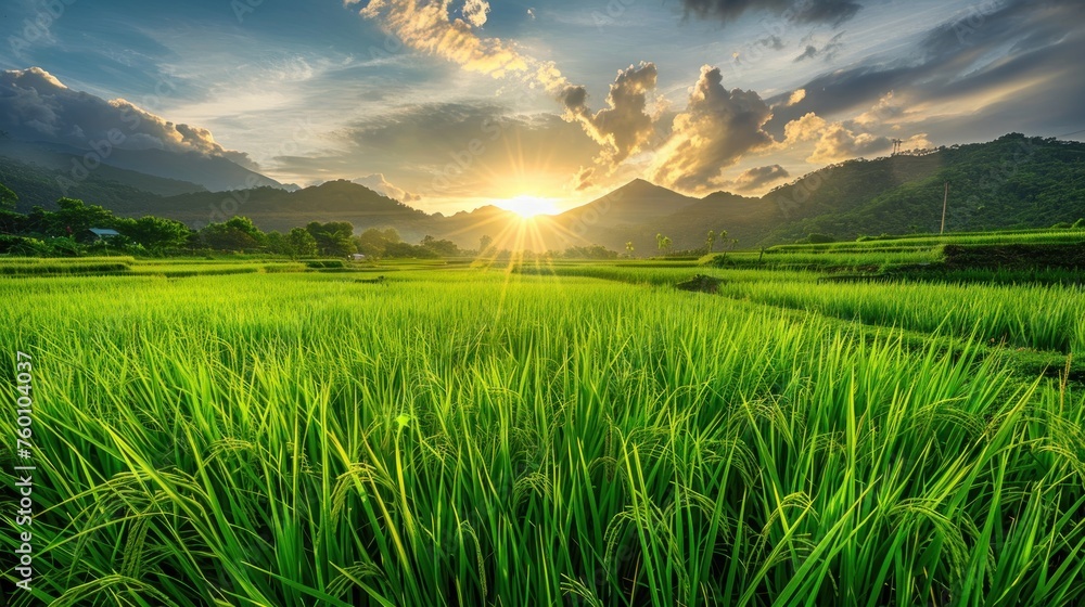 Fresh large green rice field on the morning landscape. AI generated image - obrazy, fototapety, plakaty 