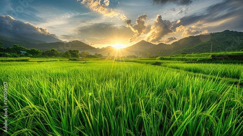 Fresh large green rice field on the morning landscape. AI generated image photo
