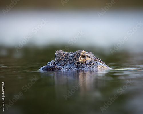 Fotografie American alligator - alligator mississippiensis - floating partially submerged i