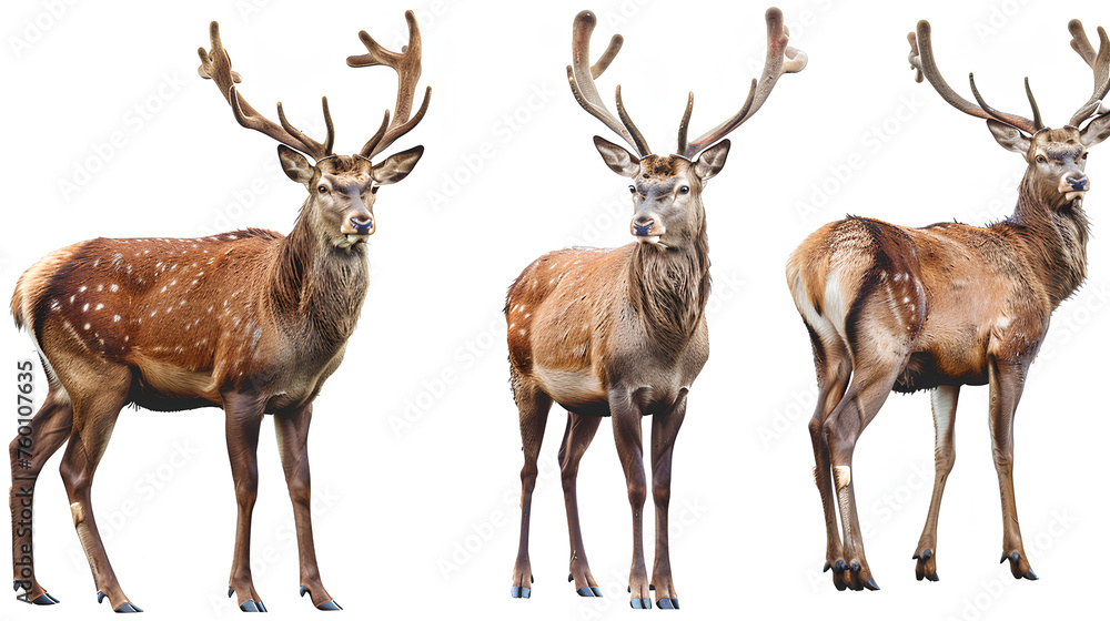 Fototapeta premium Red deer collection (portrait, standing, side view), animal bundle isolated on a white background 