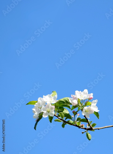 Apple Tree Blossoms - Apple Tree Blossoms in Bloom in South Tyrol