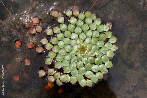 Mosaic plant or Ludwigia sedioides photo