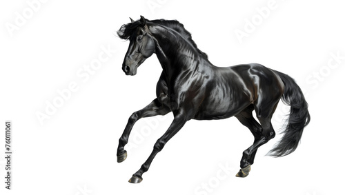 A beautiful black horse moves gracefully forward  isolated on a white background
