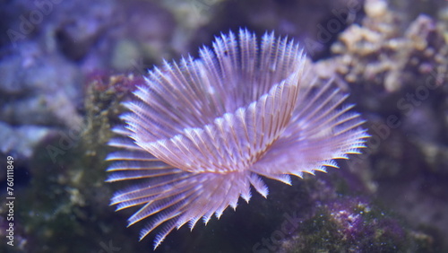  Feather Duster Worms are named for their distinctive feathery appendages, known as radioles, which they use for filter feeding and respiration. |光纓蟲屬