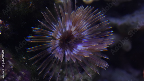  Feather Duster Worms are named for their distinctive feathery appendages, known as radioles, which they use for filter feeding and respiration. |纓鰓蟲科