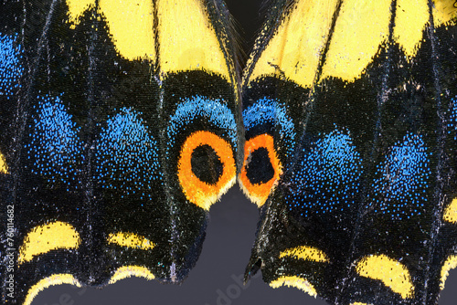 Anise Swallowtail Butterfly, Papilio zelicaon, Extreme Closeup of Wing Scales