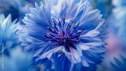 Closeup of beautful blue flower of cornflower. Summer flowers. Floral abstract background