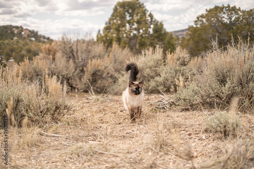Adventurous Cat Out in the Wild Weeds Utah