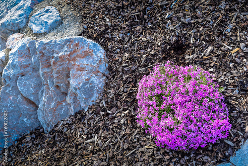 Blume und Stein