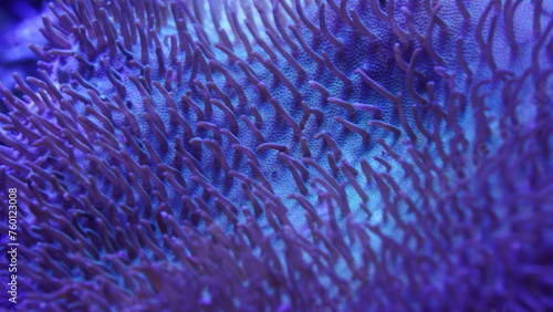 Carpet anemones are known for their large size and carpet-like appearance, hence their name. |彩色地毯海葵