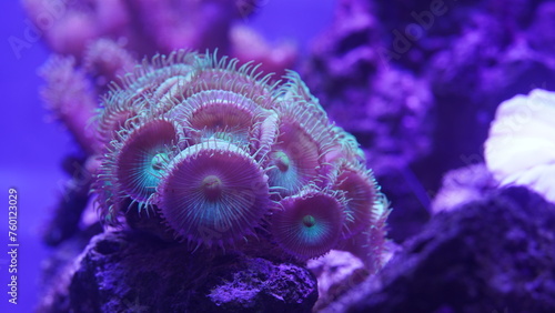 Purple button polyps are a type of colonial soft coral belonging to the genus Zoanthus or related genera. They are characterized by their small|纽扣珊瑚