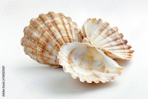 sea shells isolated on white