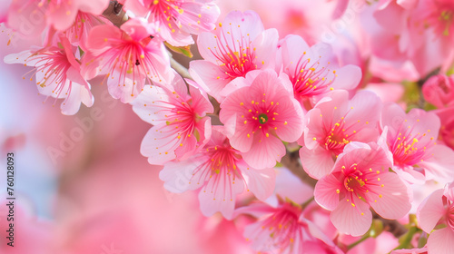 Pink flowers of blooming sakura. Close-up.