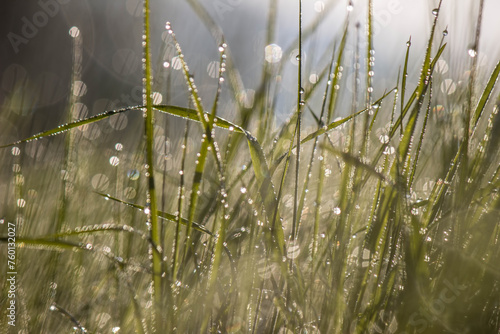 Morning dew on the grass in the sunlit forest © photokrle